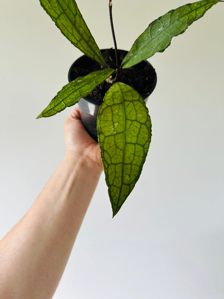 Hoya Cleminsiorum Dark Leaf - 4” Pot