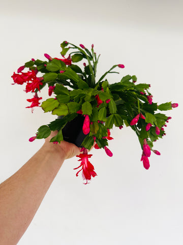 Alpine Red Christmas Cactus -Schlumbergera Zygocactus - 6