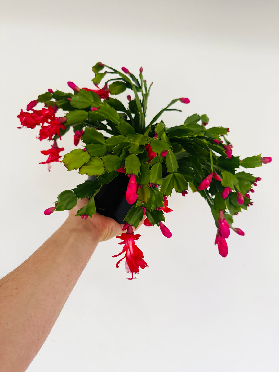 Alpine Red Christmas Cactus -Schlumbergera Zygocactus - 6
