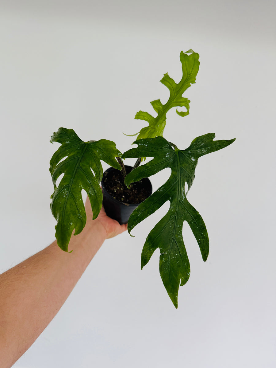 Alocasia Brancifolia 'Nishihira' - 4