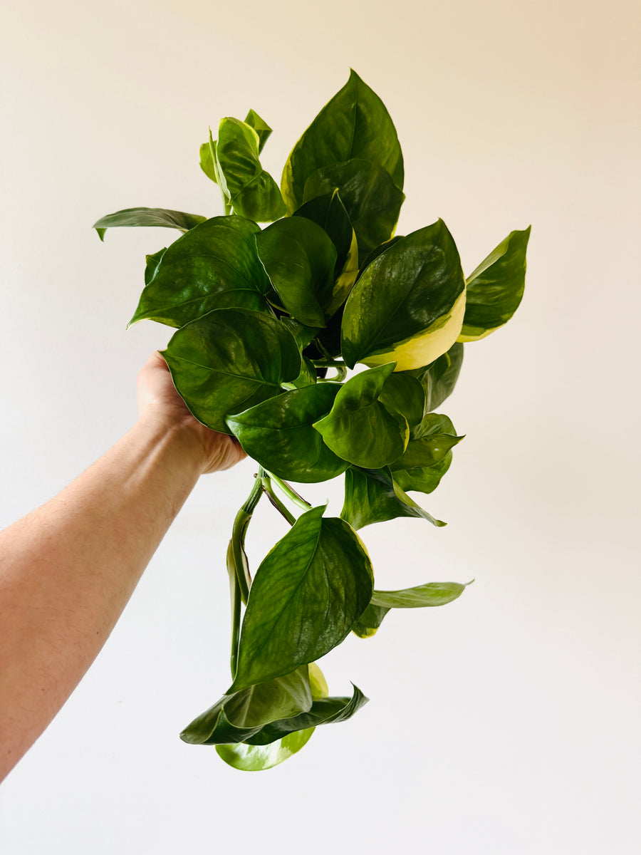 6 pothos plant Pothos Manjula 'Poonsin'