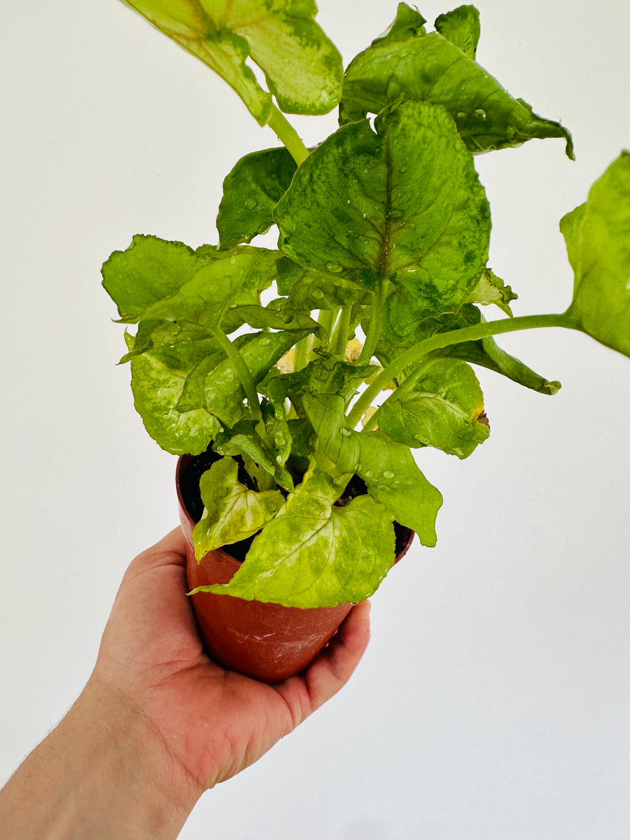 Syngonium Kiwi Delight - 4