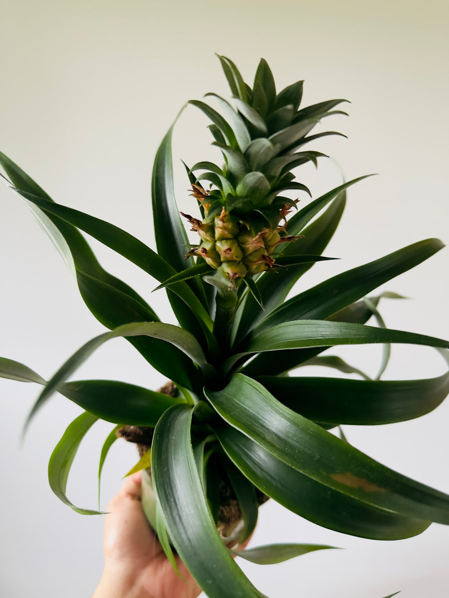 Pineapple Plant - 5