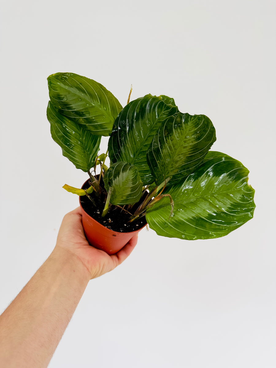 Maranta Leuconeura 'Silver Band'- Silver Band Prayer Plant - 4