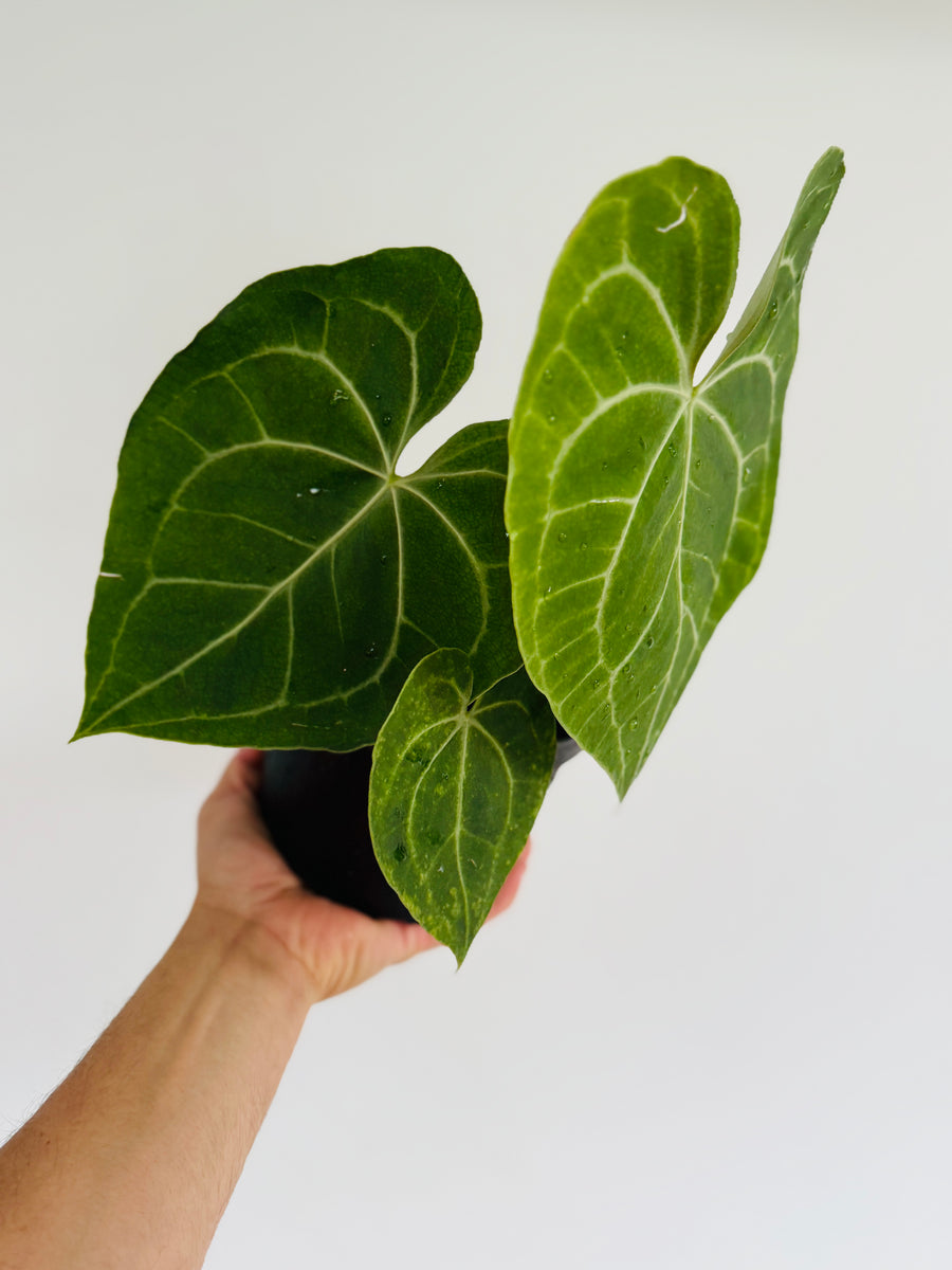 Anthurium Regale x Magnificum - 6” Pot