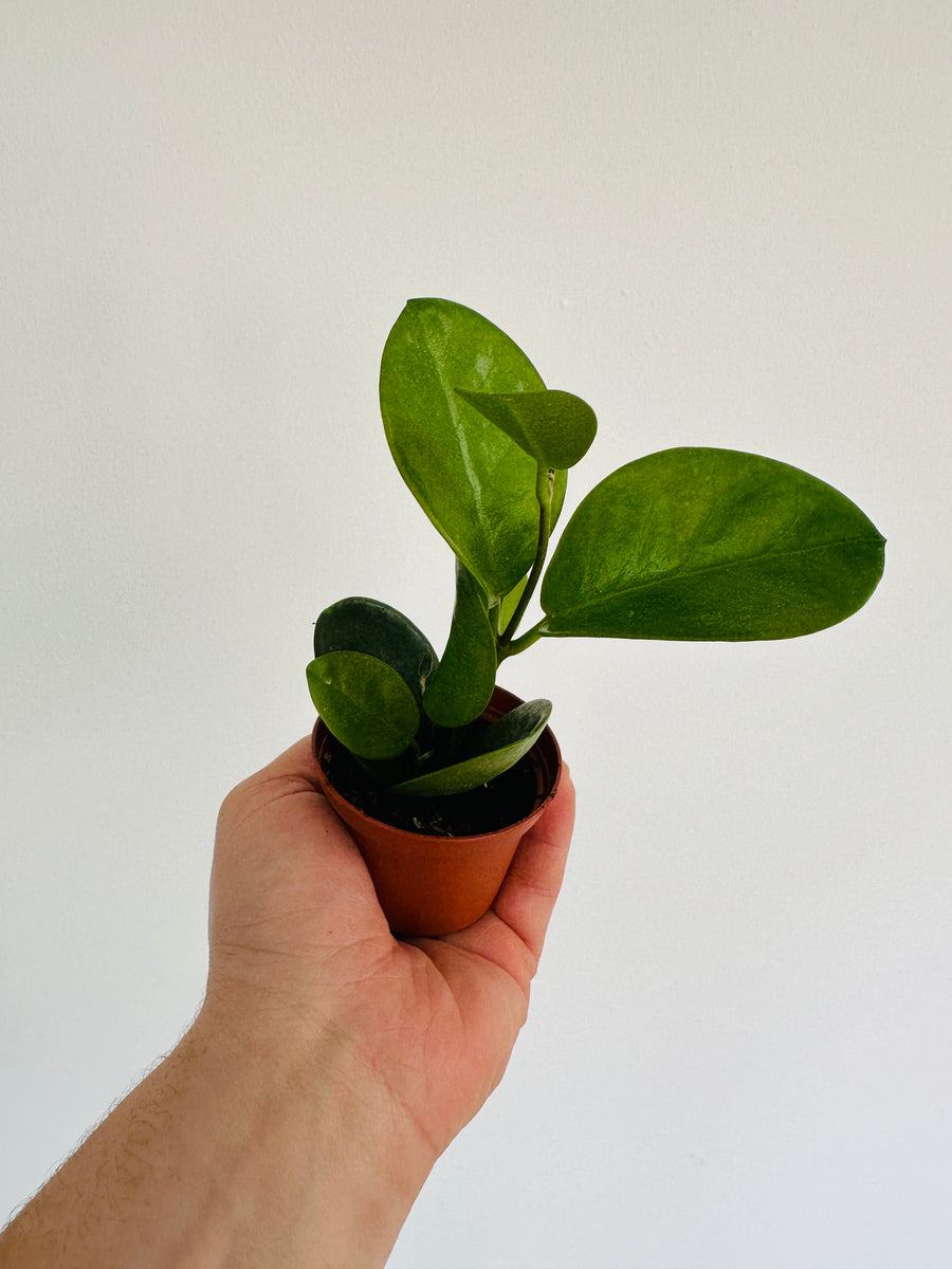 Hoya Australis - Starter Plant - 3