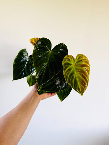 Philodendron Verrucosum - Rare Aroid - 6” Pot