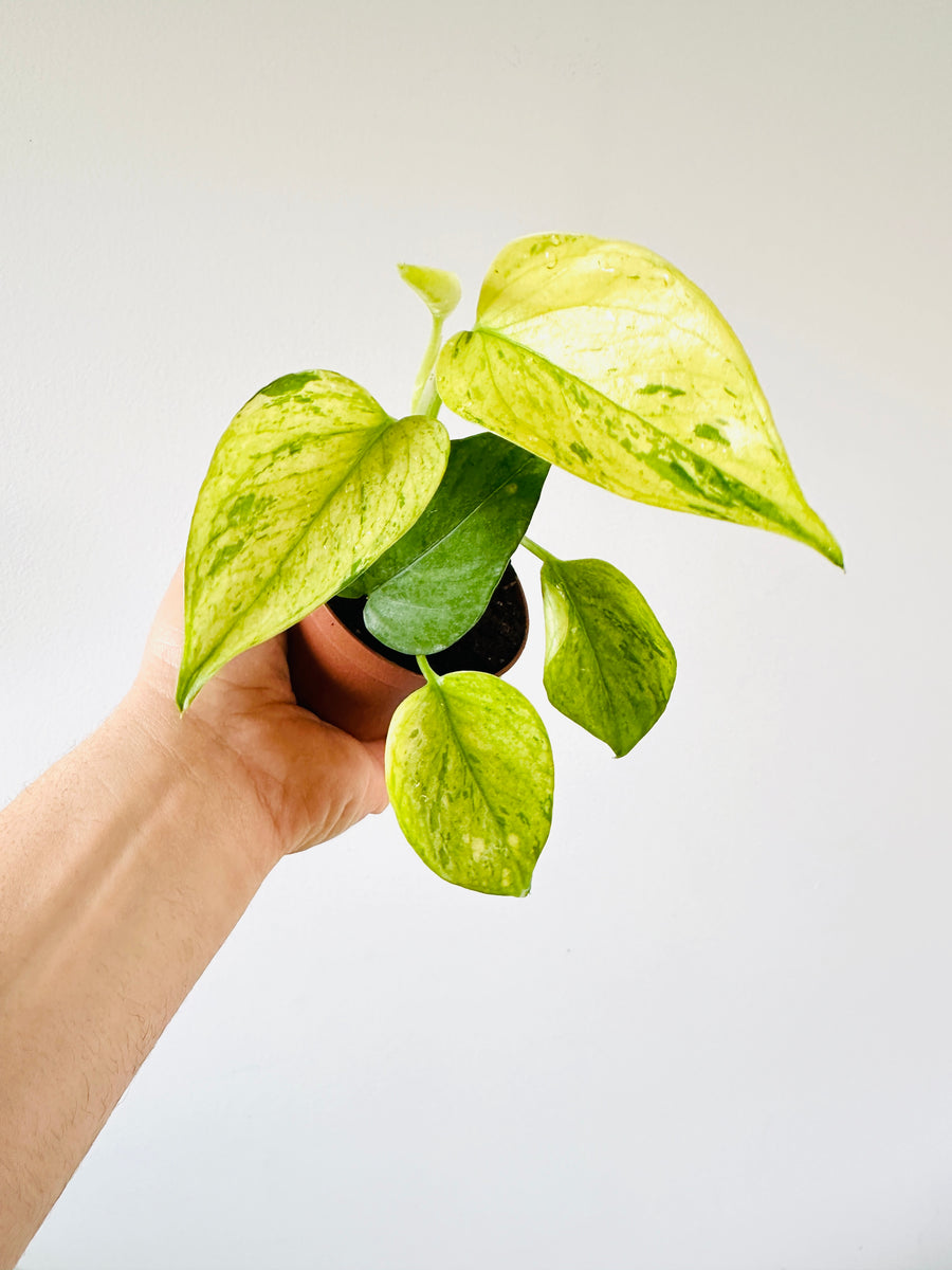 Pothos Himiko - Terunoworld Pothos - Japanese Pothos - High Variegation - 3” Pot - LIMIT: One Per Customer