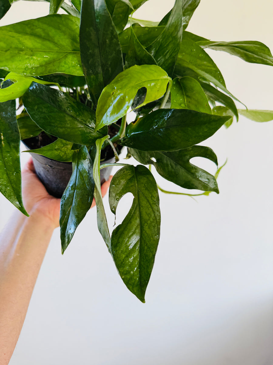 Epipremnum Pinnatum 'Baltic Blue' - 6” Pot