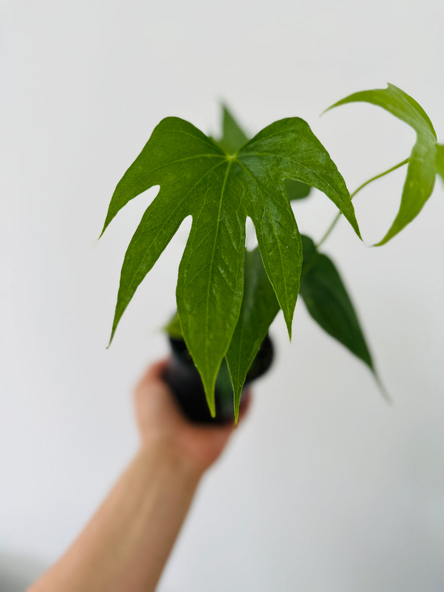 Anthurium Fingers - 4