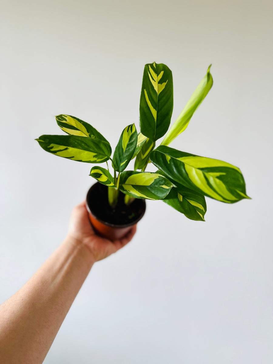 Calathea 'Pilosa' - 4