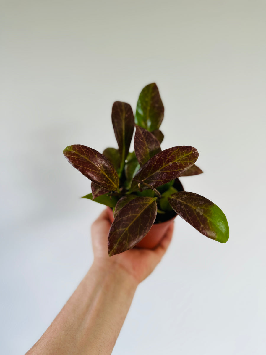 Hoya Sunrise Thailand Form - Sunstressed Red - 4
