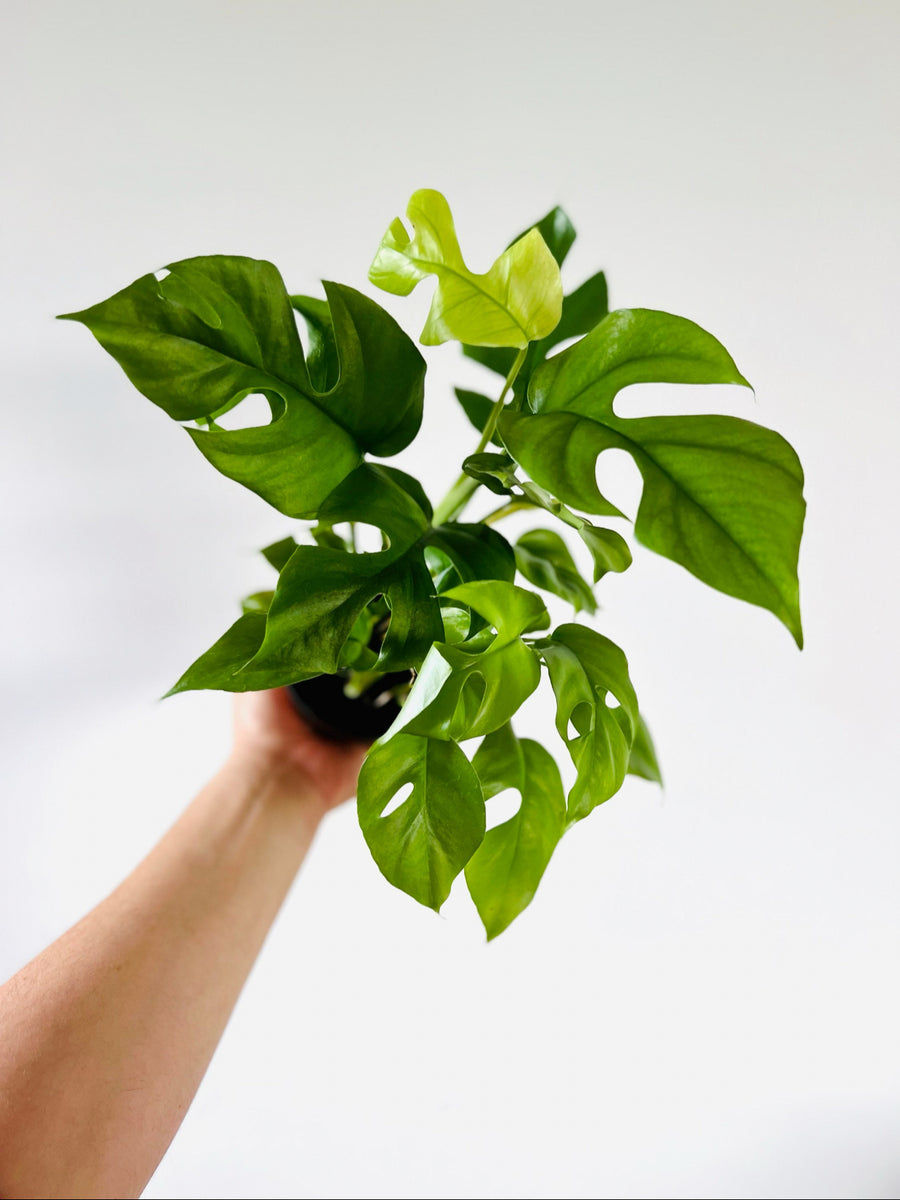 Monstera Minima - Mini Monstera - 4” Pot