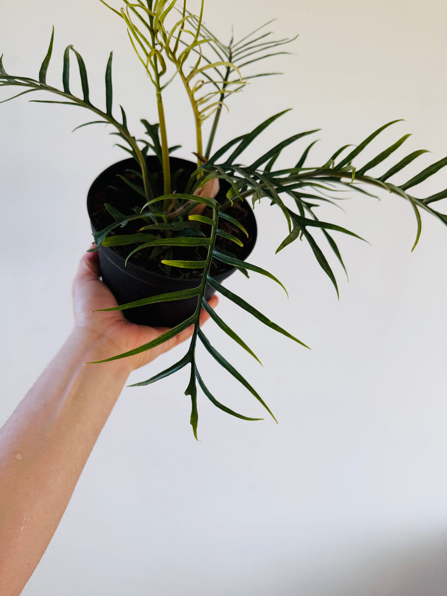 Philodendron Tortum - 6” Pot