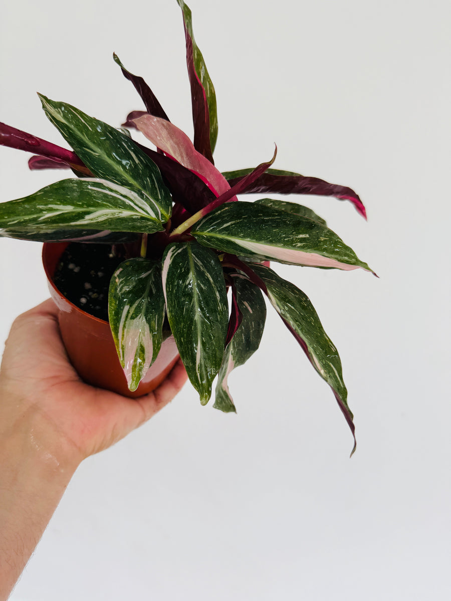 Stromanthe Magic Star - Splash Variegated - 4