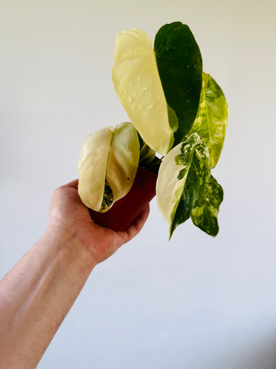 Philodendron Burle Marx Albo Variegata - 4” Pot