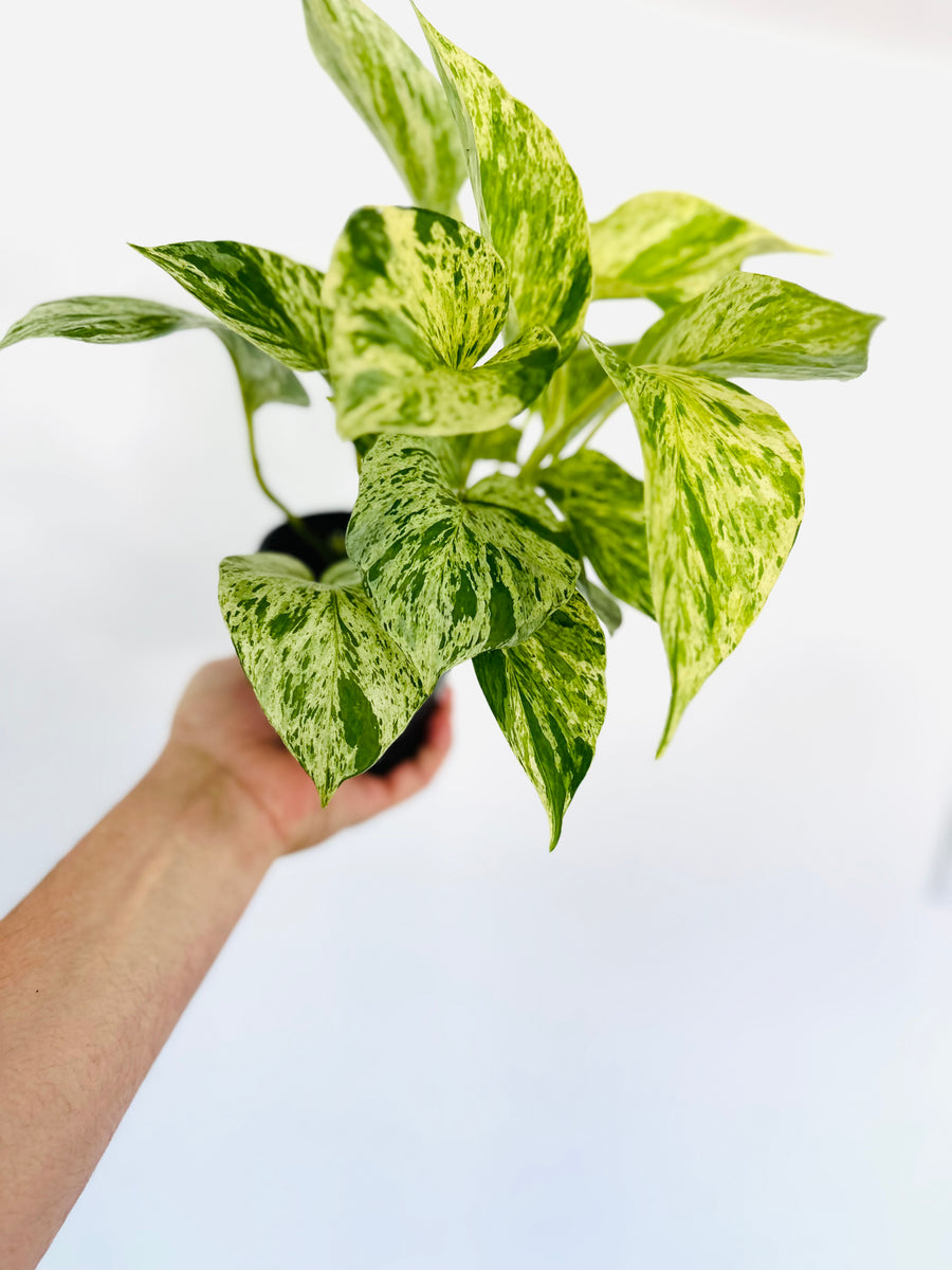 snow pothos plant Marble Queen Pothos - 4" Pot | Epipremnum aureum 'Marble Queen' | Zone 2-11 | Partial Shade