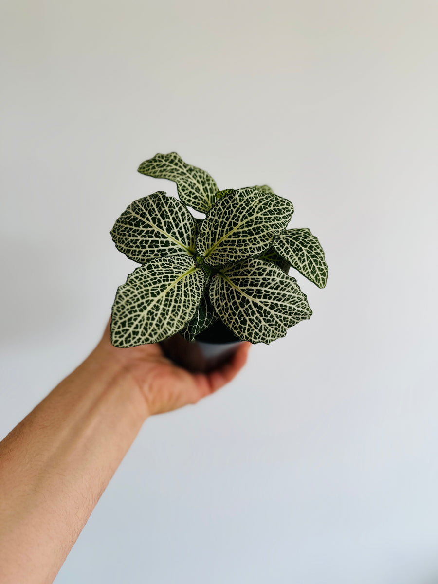 Fittonia White 'Large Leaf' - 4