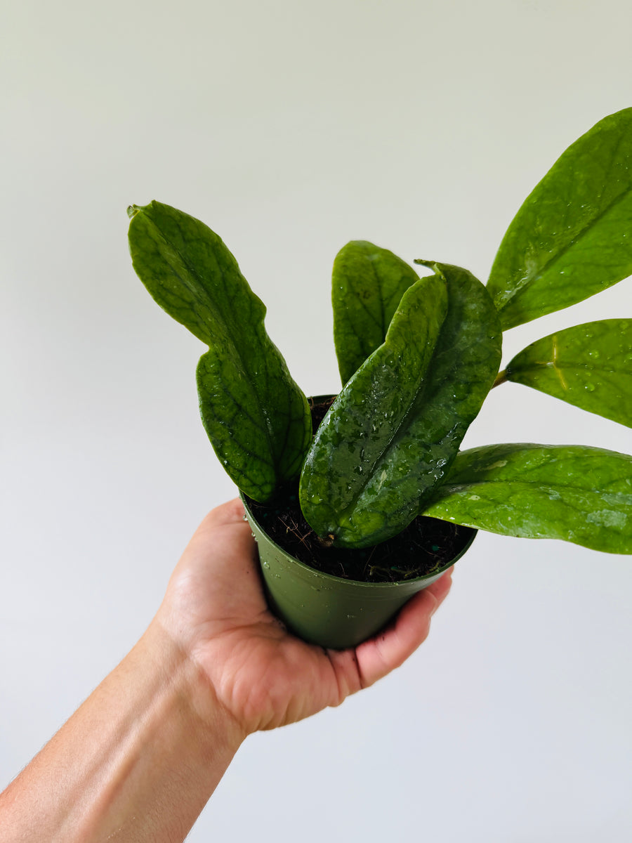 Hoya Meredithii - 4
