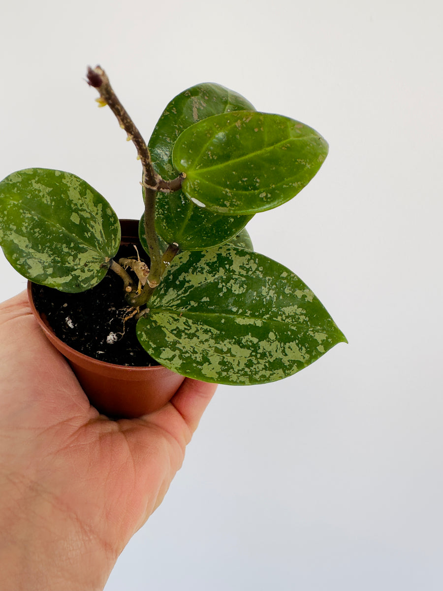 Hoya Verticillata - 3” Pot