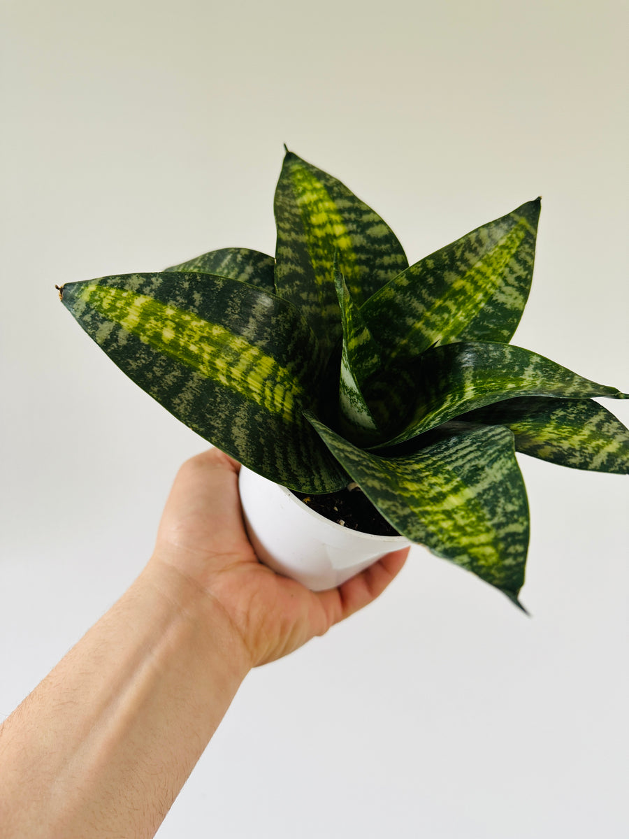 Sansevieria Siebert's Starburst - Trifasciata Snake Plant - 4