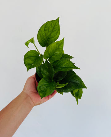 Pothos Green Genie - Epipremnum Aureum 'Green Genie' - 4