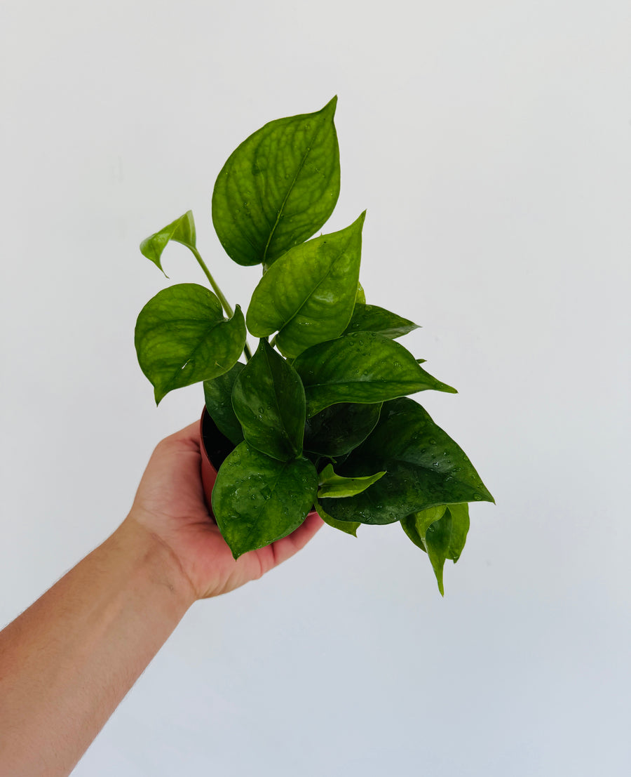 Pothos Green Genie - Epipremnum Aureum 'Green Genie' - 4