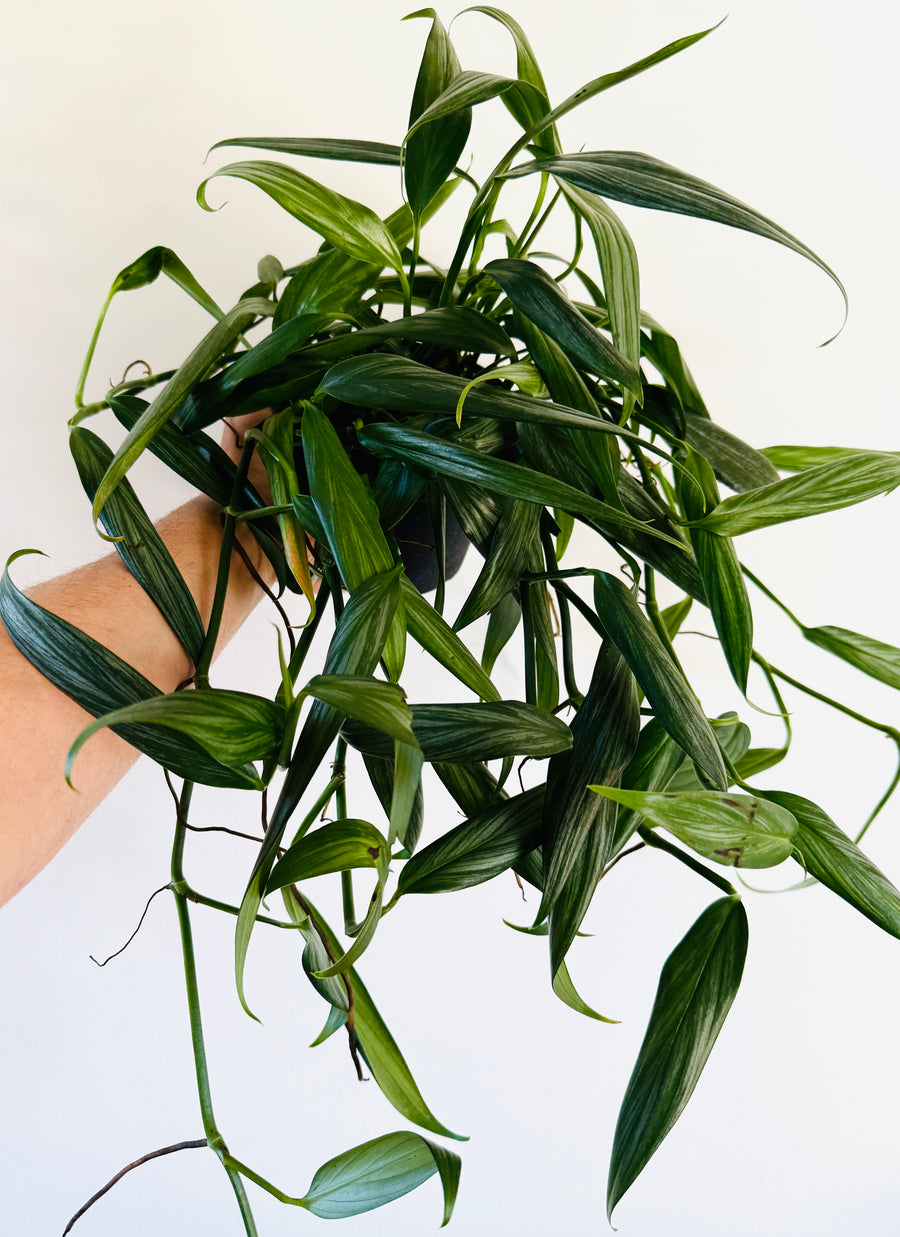 Epipremnum Amplissimum ‘Silver’ - Very Long Vines -  6