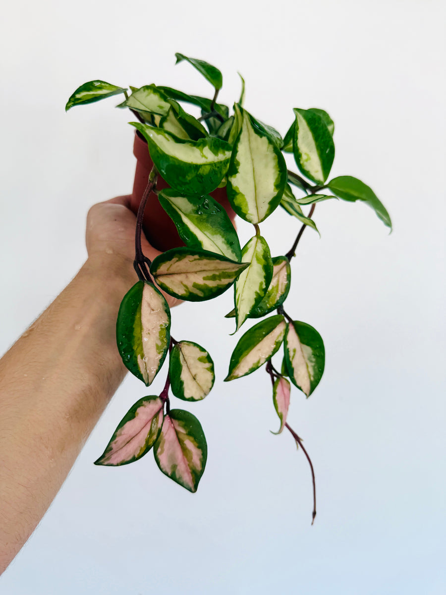 Hoya Carnosa ‘Medio-Picta’ - 4” Pot