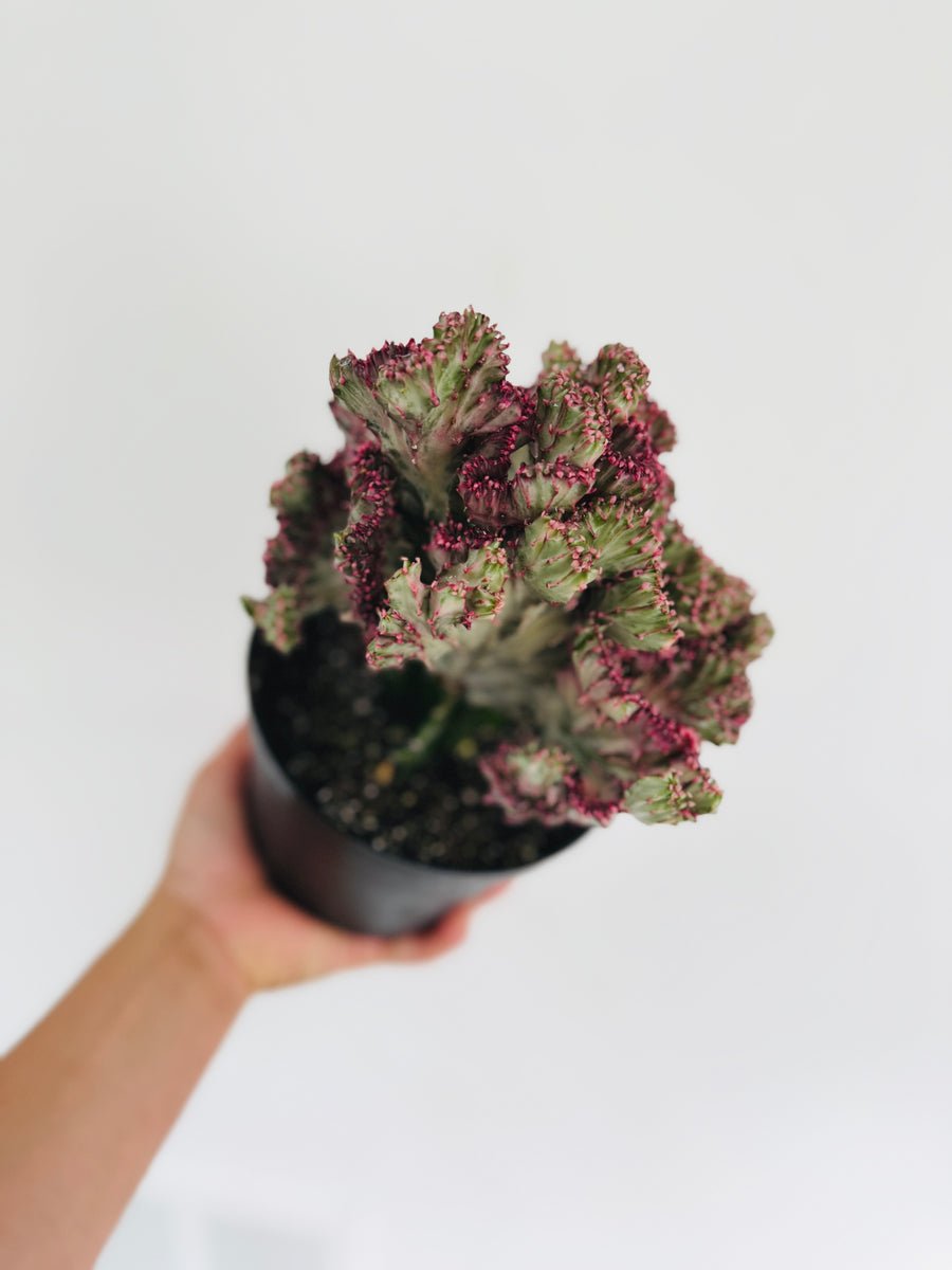 Euphorbia Cristata 'Rubra' - Pink Coral Cactus - 6