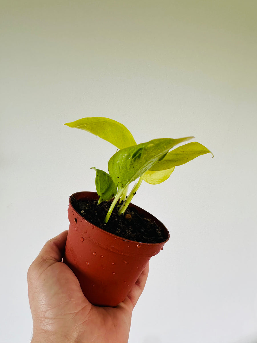 pothos champs elysees Pothos Champs-Elysees - Terunoworld Pothos - Japanese Pothos - 4” Pot