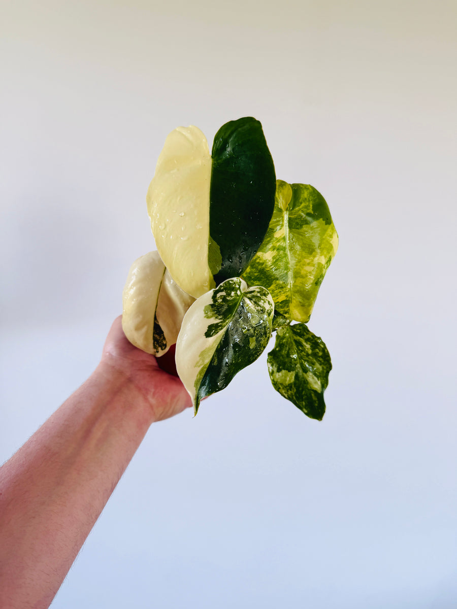Philodendron Burle Marx Albo Variegata - 4” Pot