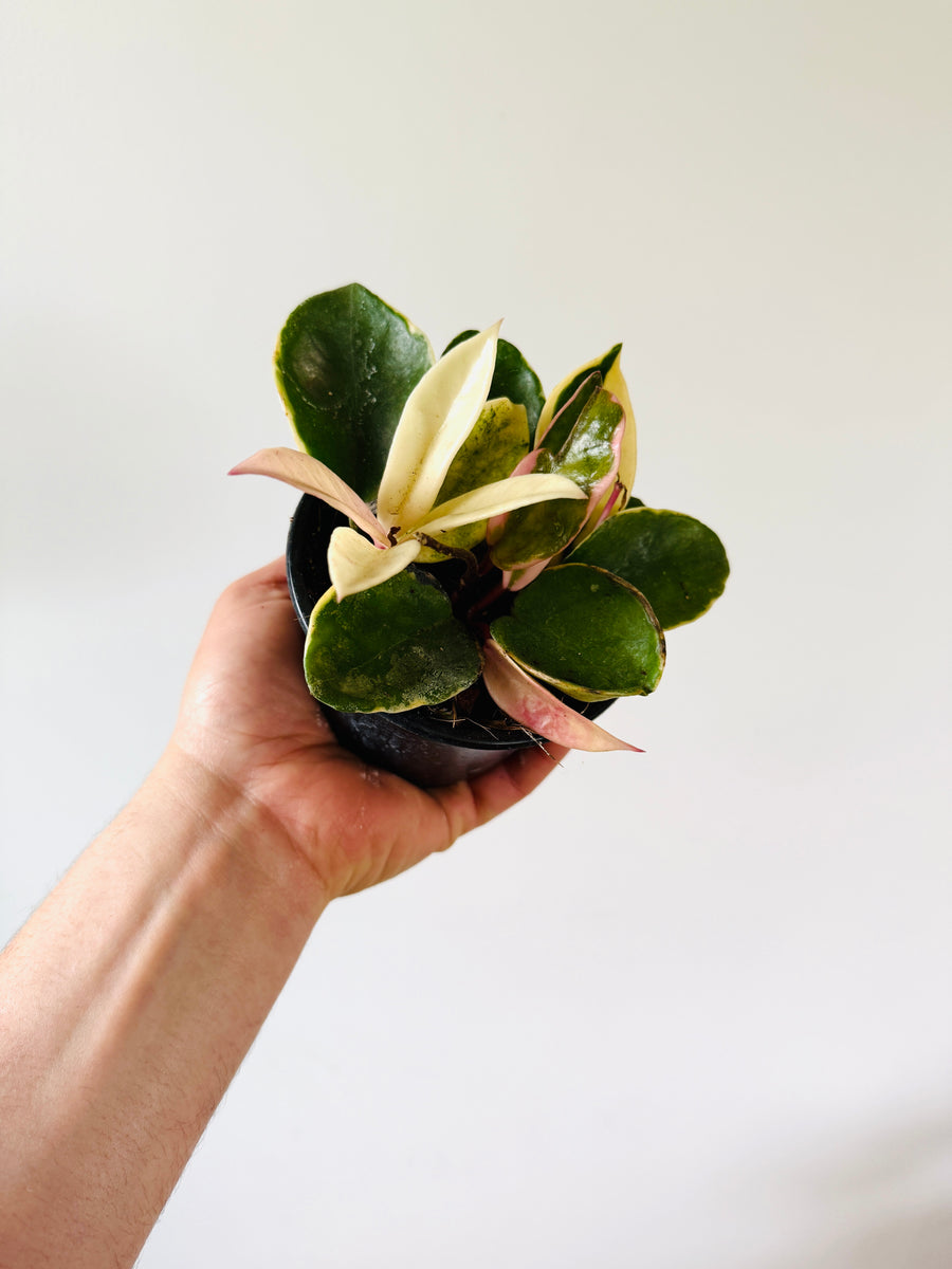 Hoya Carnosa cv. Snowball Albomarginata - 4