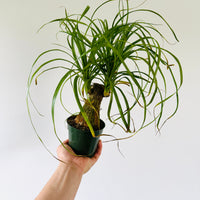 Ponytail Palm Stump - Beaucarnea Recurvata - 4