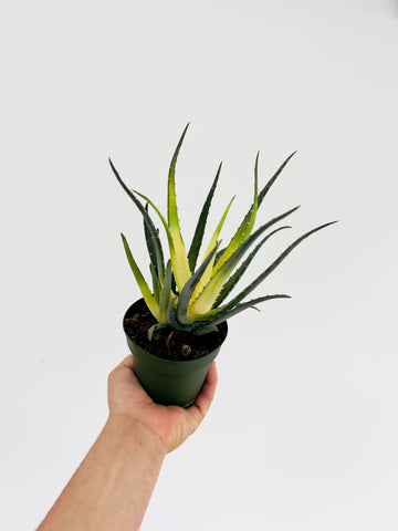 Aloe Solar Flare - New Cultivar - Variegated Aloe Plant  - 4