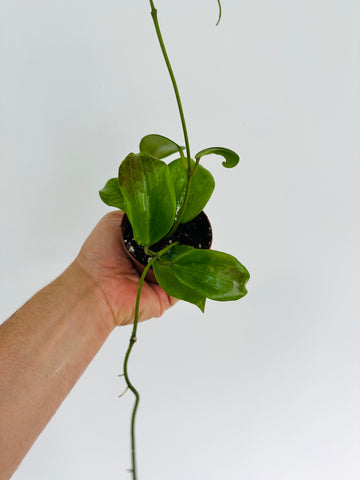 Hoya Quinquenervia - 3