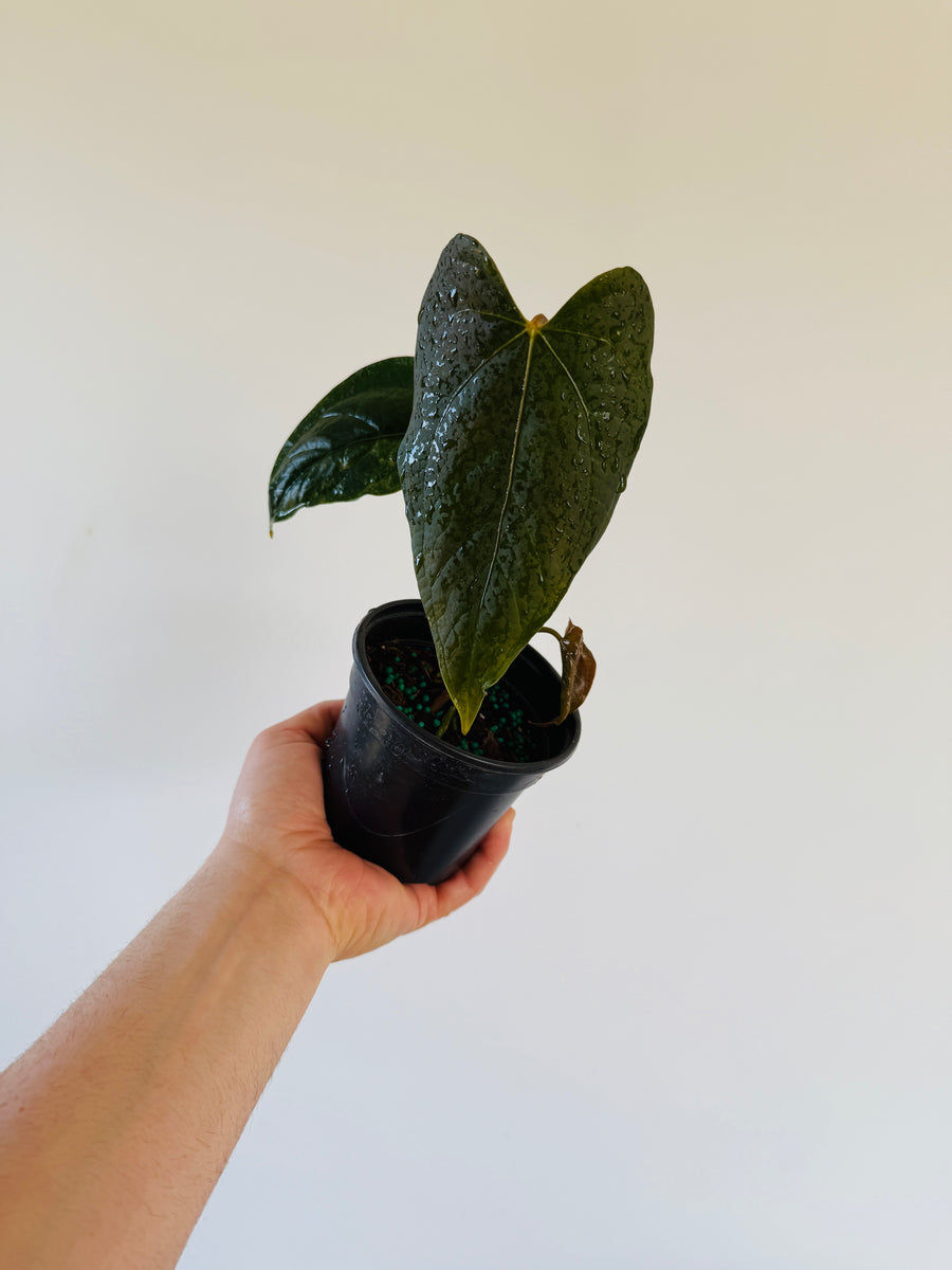 Anthurium Queen of Hearts - 4