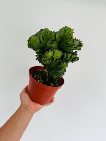 Euphorbia Cristata 'Dragon Bones' - Green Coral Cactus - 6
