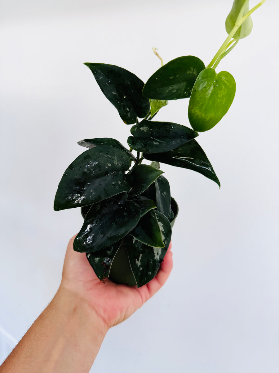 Scindapsus Argyraeus Dark Form - Rare Aroid - 4