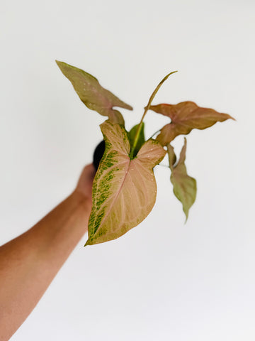 Syngonium Strawberry Milkshake - 4