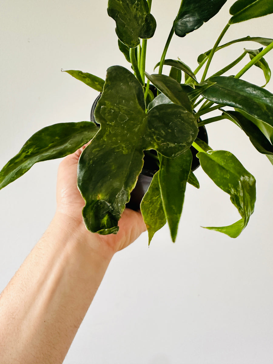 Philodendron Golden Dragon - Mottled Philodendron - Low Variegation - 4