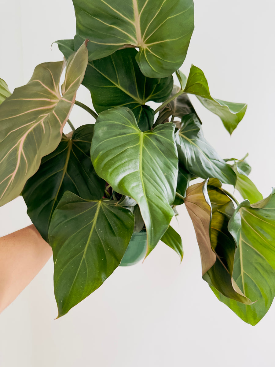 Philodendron Summer Glory - 8