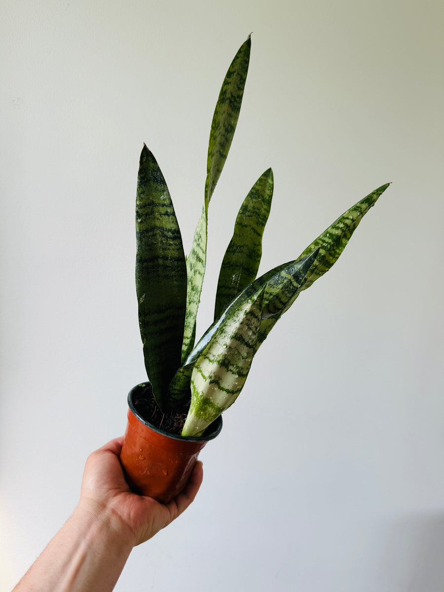 Sansevieria Spearmint - 4” Pot