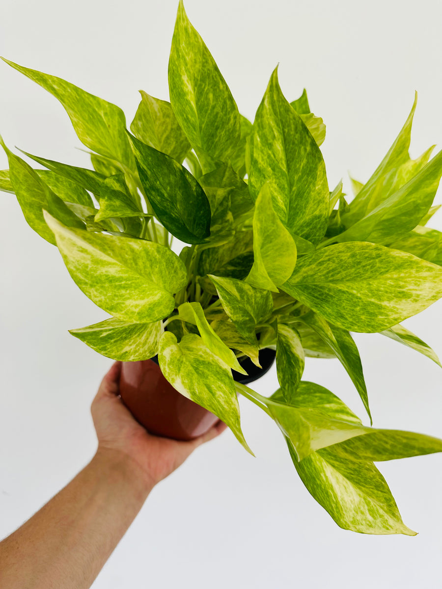 Pothos Neon Queen - New Cultivar - 6” Pot
