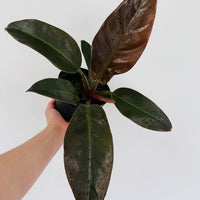 Philodendron Tatei