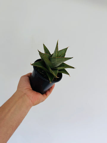 Sansevieria SIlver Tower - 4