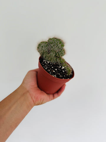 Teddy Bear Cactus - 4