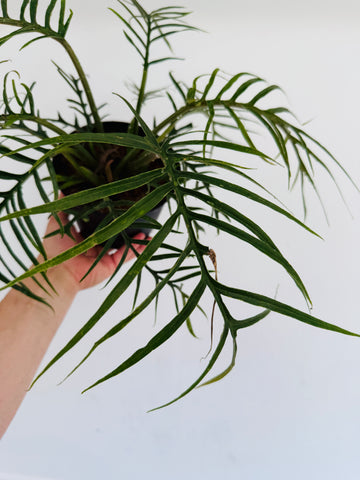 Philodendron Tortum - 6” Pot