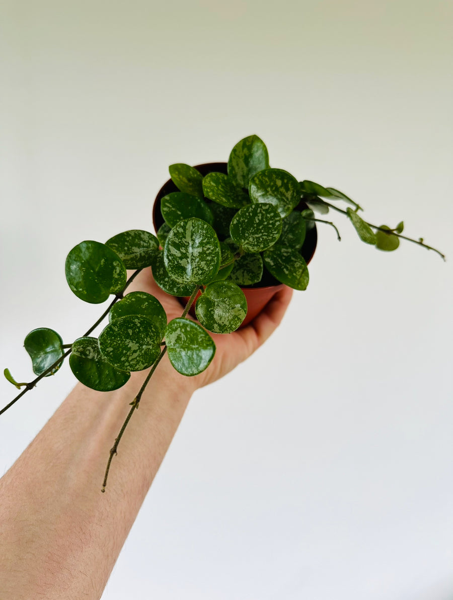 Spotted Mathilde Hoya Hoya Mathilde 'Splash' - Vining - 4