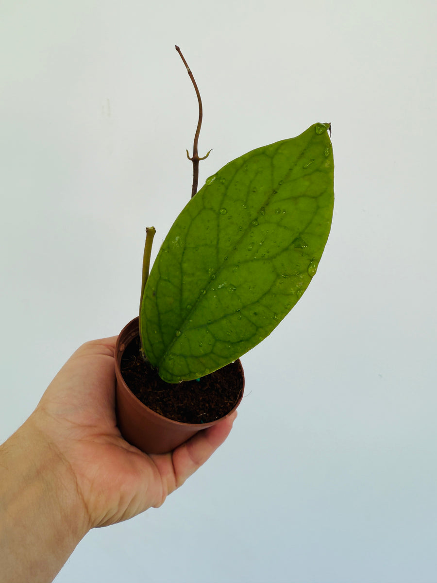 Hoya sp. IML 1346 - 3” Pot